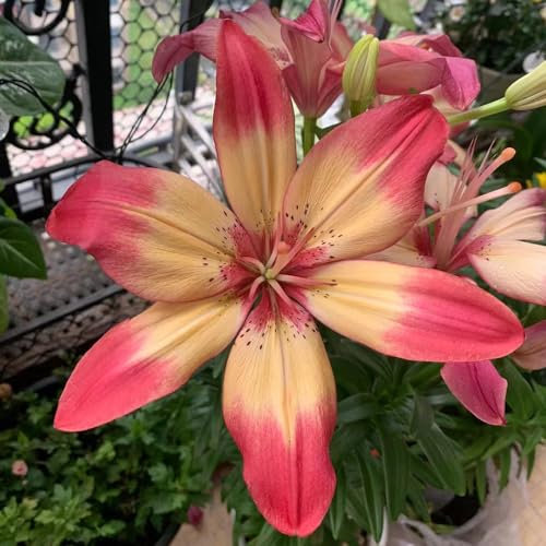 10 unidades de lirios de cebollas resistentes al invierno, lirios gigantes, lirios de árboles, regalo de jardín, plantas resistentes al invierno (Lilium brownii) flores cebollas, mini invernadero