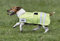 BUSSE Hundedecke REFLECTION