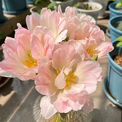 2 Stück tulpenzwiebeln winterhart mehrjährig rosa tulpen zwiebeln - Seltene Pflanzen serie - Hydroponik hochbeete für garten winterfeste kübel kunst pflanzen zimmer frühblüher zwiebeln