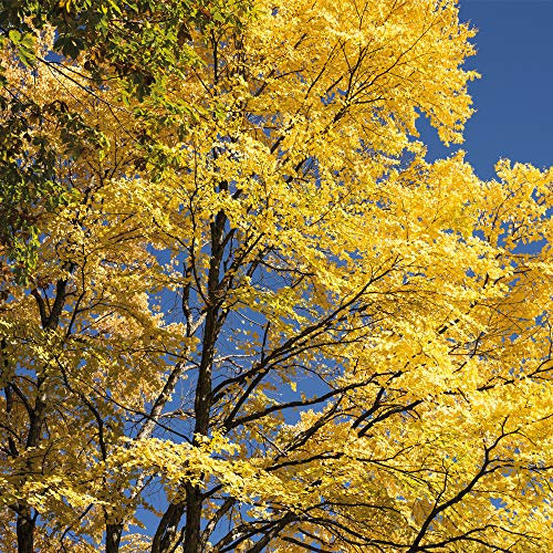Cercidiphyllum Japonicum Katsura Tree Hardy Tree red Flowers in Spring Gold and Orange Foliage in Autumn 1 x 9cm Pot