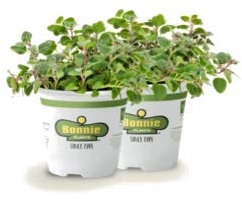 Kit de 2 Plantas de Orégano en Maceta 10cm Plantas para Cocinar