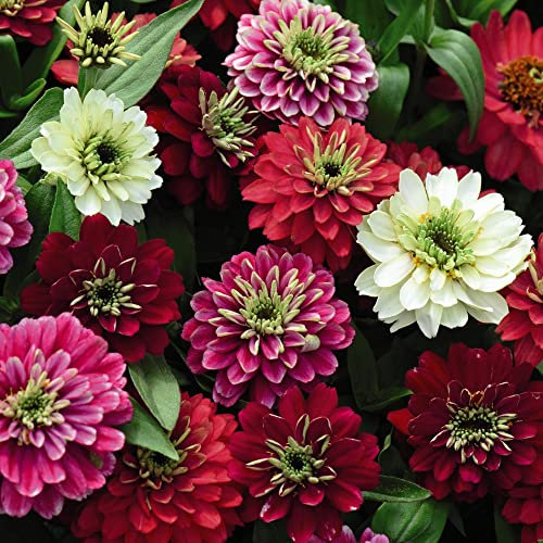 Zinnia marylandica 'Zahara Double Berries Mix' Half-Hardy Annual White Pink Red Blooms Easy to Grow Your Own Outdoor Garden Flower Plants (Approx. 20 Seeds) by Thompson and Morgan
