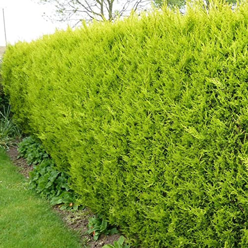 15 X 50-70cms Castlewellan Gold Hedging Conifers P9 Pots 1-2ft Tall