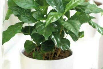 30 Seeds of House Plant Arabian Coffee Plant