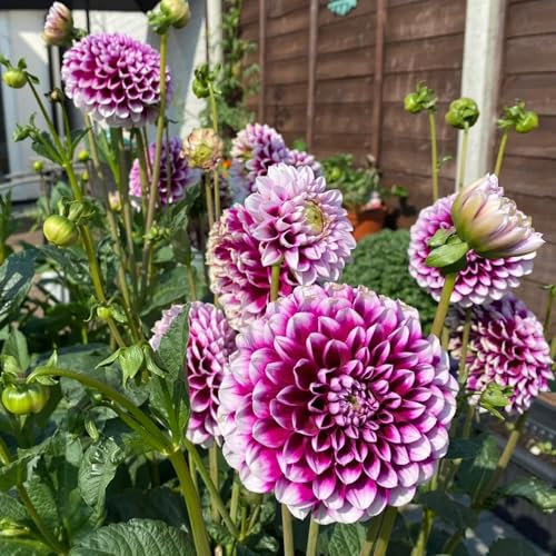 8 pcs Dahlien Knollen Winterhart Mehrjährig, Bloom Indoor Garten Wanddeko Pflanzen Dahlien Zwiebeln, Pflanztopf Pflanze Geschenke Für äLtere Menschen blumen zwiebeln winterhart mehrjährig