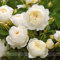 Rare Seeds bianco Arbusto fiore della Rosa ZennixplusImported 'Claire Austin'