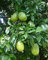 Aamish Árbol de lima español dulce 10 piezas