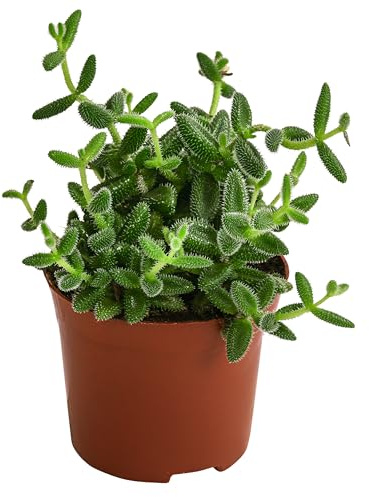 Dehner Gurkenpflanze, ca. 20 cm inkl. Pflanztopf, Ø Topf 12 cm | Delosperma echinatum, Sukkulente mit fleischigen und behaarten Blättern, heller Standort ohne direkte Sonne