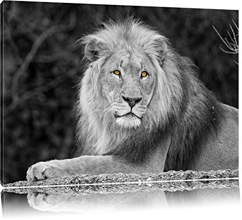 Pixxprint maiestätischer Löwe auf Stein B&W, Größe: 60x40cm, Leinwandbild, fertig gespannt, Wandbild, Dekoration, Kunstdruck, kein Poster