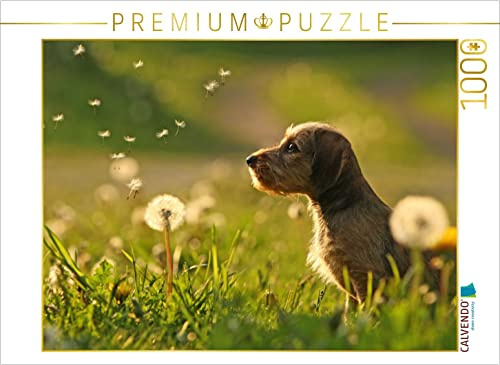 CALVENDO Puzzle Da staunt das Dackelkind | 1000 Teile Lege-Größe 64 x 48 cm Foto-Puzzle für glückliche Stunden