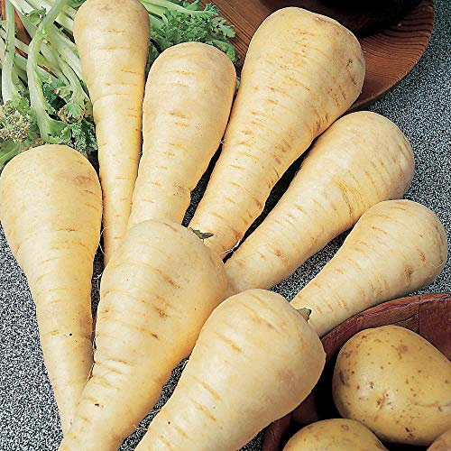 Suttons Parsnip Seeds F1 Gladiator, Winter Vegetable Seeds, Approx. 350 Seeds per Pack, Grow Your own Parsnip Plants from Seed, Ideal for Containers, Beds and Borders, Greenhouses