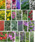 24 Cottage Garden Flower Plug Plants Collection