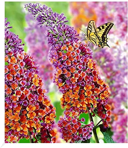 BALDUR Garten Buddleia Sommerflieder 'Flower-Power' Schmetterlingsflieder, 1 Pflanze, Buddleja Hybride, winterharter Schmetterlingsstrauch Zierstrauch mit atemberaubenden Farbspiel, blühend