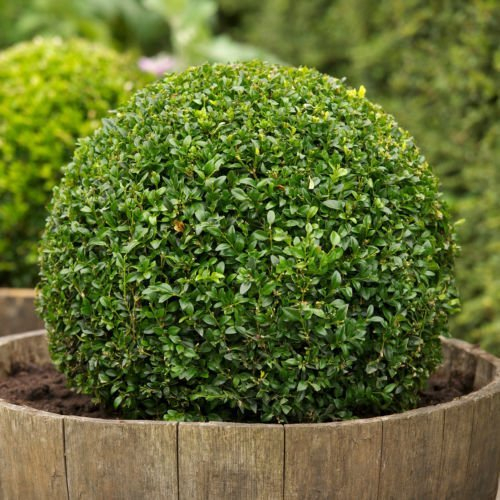 30 Samen - Buchsbaum, Buxus sempervirens, Samen, (Hardy Evergreen, Topiary, Hecke, Bonsai)