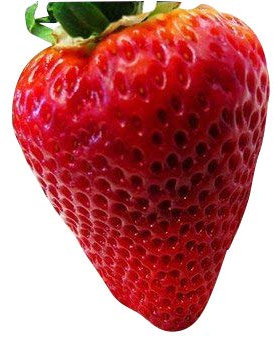 20 graines -Géantes Fraises- XXL