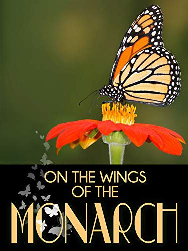 On The Wings of The Monarch