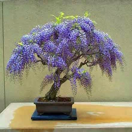Pinkdose 15 Seeds Jacaranda Mimosifolia Seeds (Blue Jacaranda Seeds)