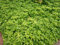 Bodendecker Pachysandra terminalis 50 St.