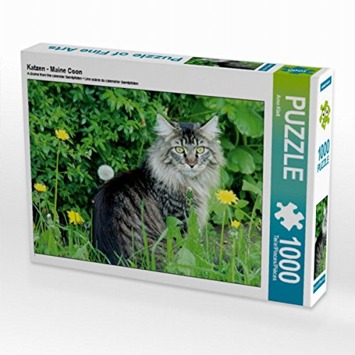 CALVENDO Puzzle Katzen - Maine Coon 1000 Teile Puzzle quer | 1000 Teile Lege-Größe 64 x 48 cm Foto-Puzzle für glückliche Stunden