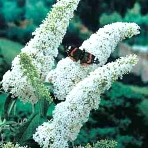 50 Semi FARFALLA BIANCA BUSH Buddleia Davidii arbusto