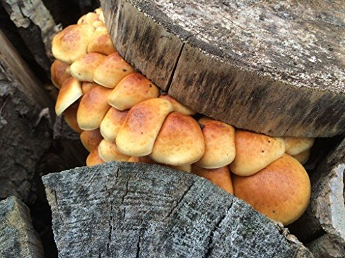 Bio Stockschwämmchen Substratbrut - Pilze selber züchten