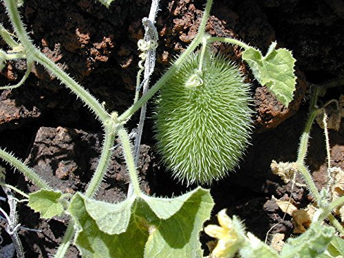 Igel-Gurke *** Stachel-Gurke *** Tolle Dekoration und Top Ertrag