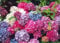 Collection of 3 Hydrangea SHRUBS All Labeled in 9cm POTS Healthy Plants