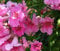 Seedeo® Rosa Trompetenblume (Podranea ricasoliana) 20 Samen