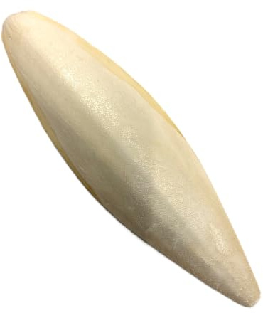 Maltbys' Stores 1x Extra Large Cuttlefish Bone (approx. 16-20cm length) Ideal Dietary Supplement for Pet Birds & Reptiles (1x Pieces)