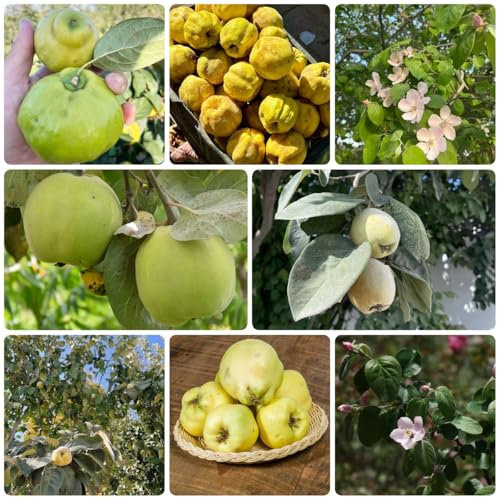 Semi di mela cotogna piante perenni semi di mela cotogna frutti esotici, albero dei bonsai piante da giardino roccioso resistenti, piante resistenti all'esterno, albero da frutto 200pcs