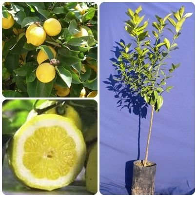 ALBERO PIANTE PIANTA DI LIMONE 4 STAGIONI IN FITOCELLA H.150 CIRCA