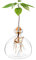 Avocado Seed Starter Pflanzgefäß Vase Topf Avocado Baum Growing Kit Glasvasen Grow Avocado Bäume zu Hause Avocado Baum Growing Kit Ungewöhnliche Gartenarbeit Geschenke