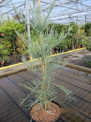 Sequoiadendron giganteum Powder Blue - Riesenmammutbaum Powder Blue