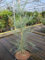 Sequoiadendron giganteum Powder Blue - Riesenmammutbaum Powder Blue