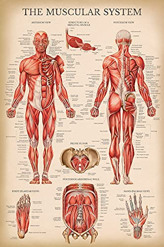 Palace Learning Anatomisches Diagramm im Vintage-Stil, Muskel-Anatomie-Poster (laminiert, 45,7 x 68,6 cm)