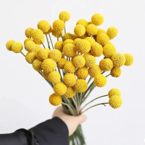 600 Pcs Trommelstock Pflanze Samen - Kletterpflanzen Winterhart, Bio Saatgut Trommelstock Samen, Gartenblumen, Zimmerpflanzen Samen Blumensamen Mehrjährig Winterhart, Balkonpflanzen