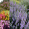 GardenersDream 6 x Mixed Heather Plants in Pots - Natural Potted Outdoor Garden Ready Plants - Outdoor Flowering Shrubs - Evergreen Outdoor Plants for Gardens, Borders and Patios (9cm)