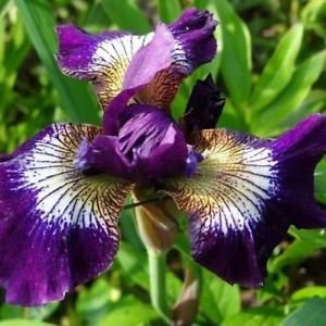 CSNCH Iris Northern Blue Flag Flower Seeds (Iris Versicolor) 40+Seeds