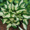 Bio Funkien 'Fire and Ice' lavendel, Topf 11x11 cm, 3 Pflanzen