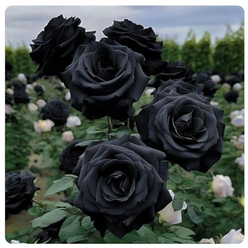 Gorgeous Rose Bulbs Mix UK,Flowering Rhizome,Good for Containers,Iridescent,Excellent Display,Perennial,Hardy,Balcony Garden Bulbs.-1bulb-Black