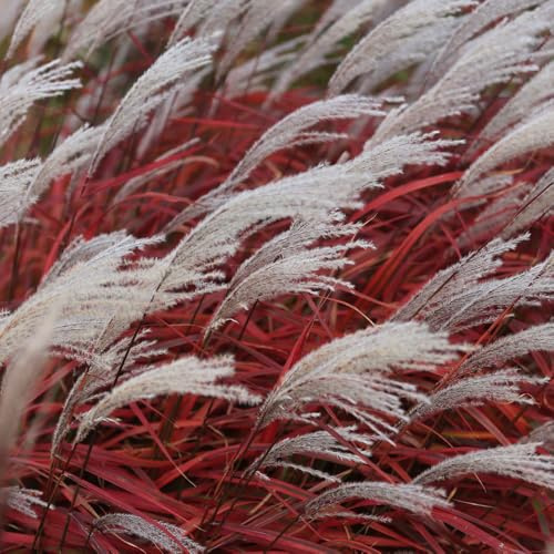 YouGarden Miscanthus Lady in Red, Set of Three Established Plants in 9cm Pots, Ready to Plant