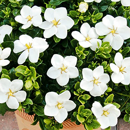 You Garden - 1 x Winter Hardy Gardenia 'Kleim's Hardy' Established in a 9cm Pot