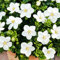 You Garden - 1 x Winter Hardy Gardenia 'Kleim's Hardy' Established in a 9cm Pot