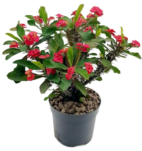 Fangblatt – Euphorbia milii 'Vulcanus Red' – roter Christusdorn im 12 cm Topf – exotische Sukkulente – pflegeleichte Zimmerpflanze