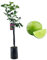 Pianta di Lime - Citrus aurantiifolia - H100cm inclusa Fitocella
