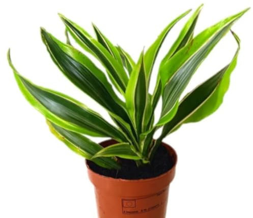 Planta natural de interior Drácena Lemon Lime, 25-30 cm. Planta de hojas verdes con bordes amarillos, ideal para interiores luminosos. Segura Garden.