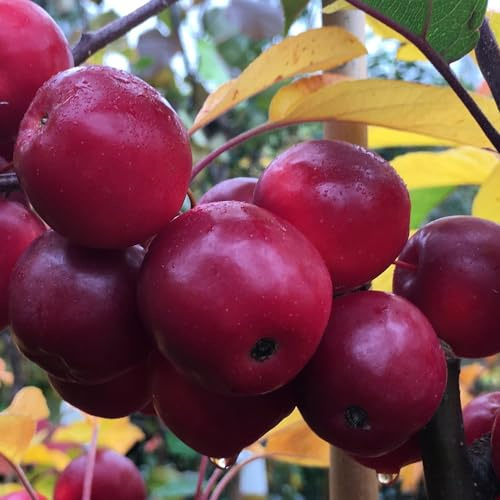 Plant Theory 1.2m - 1.5m Malus × Atrosanguinea Gorgeous Crab Apple Outdoor Fruit Tree 9L Pot MM111 Rootstock