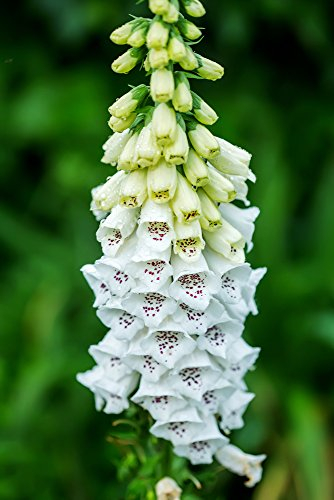 Digitalis Purpurea Alba, Weißer Fingerhut 100 Samen -attraktiven schneeweiß blühenden Form