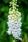 Digitalis Purpurea Alba, Weißer Fingerhut 100 Samen -attraktiven schneeweiß blühenden Form