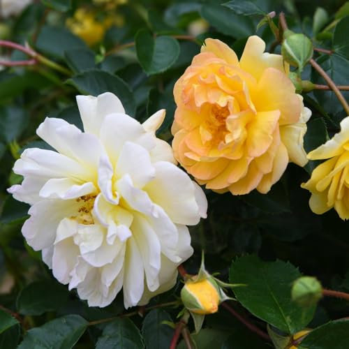 Rose 'Scentifall Lemon' - Citrus-Scented, Repeat-Flowering Rose for Containers and Hanging Baskets | Thornless Stems | 60cm Height - 1x 9cm Potted Plants by Thompson & Morgan